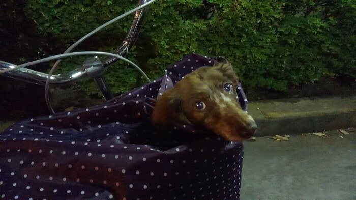 あなたの自転車、カゴついてますか？交換の仕方お話しします